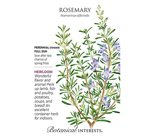 Rosemary Seeds
