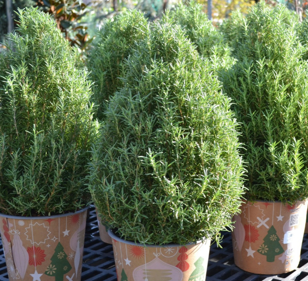 Link to Holiday Trees product page