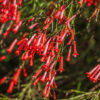 Russelia Firecracker Fern Gallery Image
