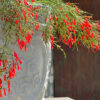 Russelia Firecracker Fern Gallery Image
