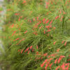 Russelia Firecracker Fern Photo 1