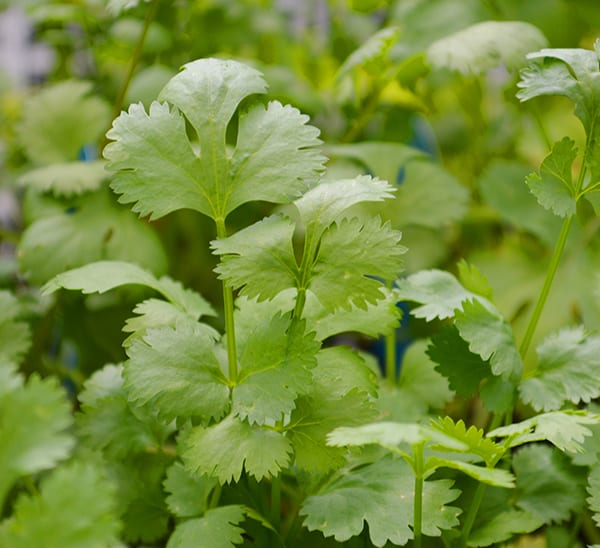 Cilantro