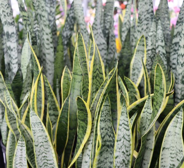 Link to Indoor Plants product page