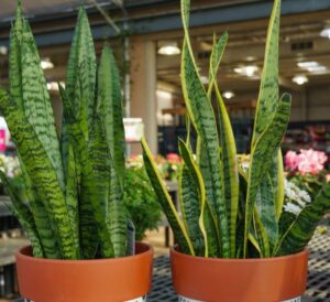 Sansevieria houseplants