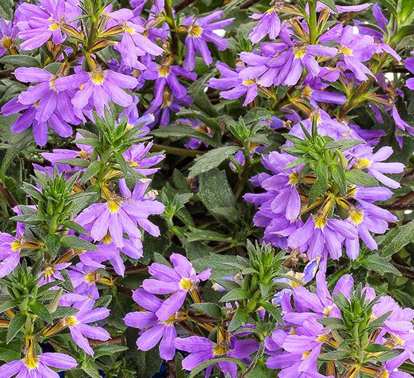 Scaevola