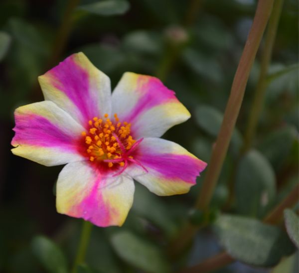Link to Purslane product page