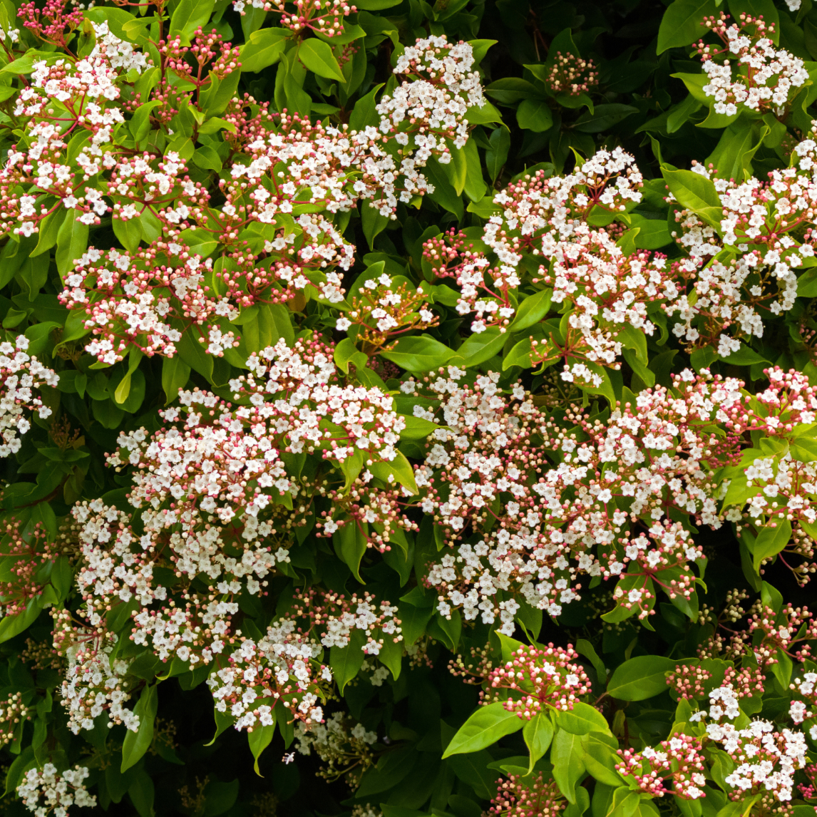 viburnum