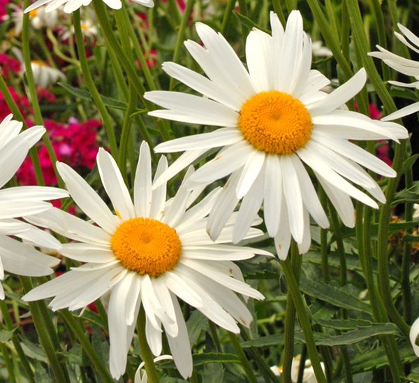 Shasta Daisy