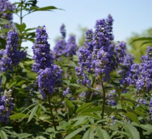 Shoal Creek Vitex