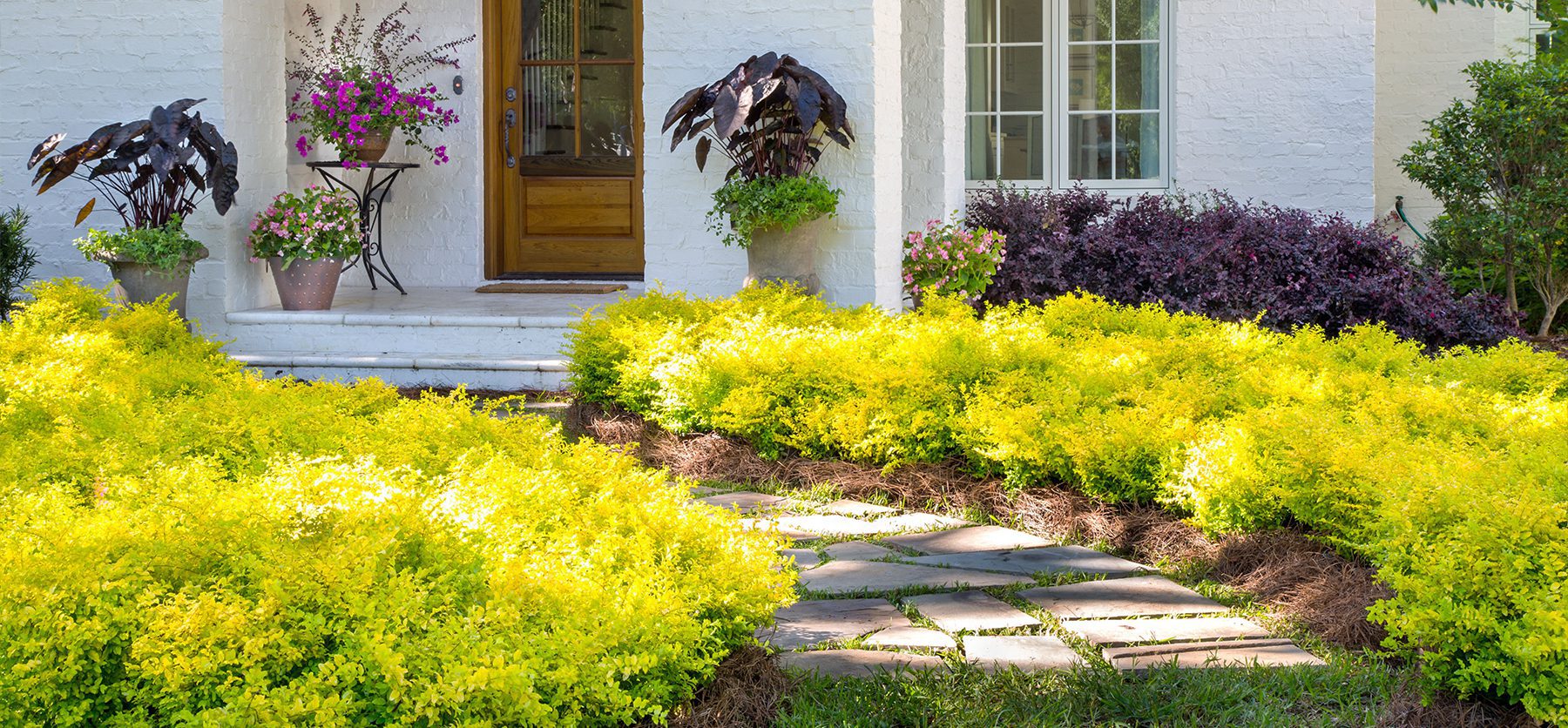Shrubs for Fall