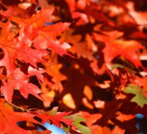 Shumard Red Oak Trees