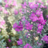 Silver Dream Texas Sage Gallery Image