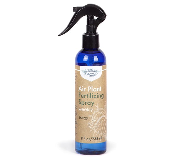 Southside Plants Air Plant Fertilizing Spray Weekly
