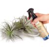 Southside Plants Air Plant Fertilizing Spray Weekly