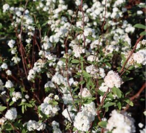 Bridal Wreath Spirea