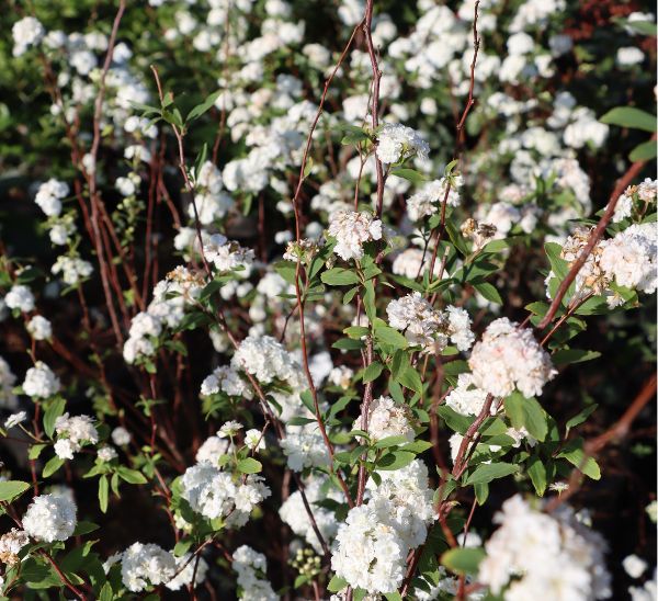 Early Spring Bloomers