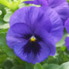 Spreading Pansy Top Wave™ Gallery Image