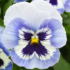 Spreading Pansy Top Wave™ Photo 1