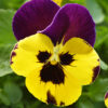 Spreading Pansy Top Wave™ Gallery Image