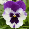 Spreading Pansy Top Wave™ Gallery Image