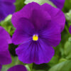 Spreading Pansy Top Wave™ Gallery Image