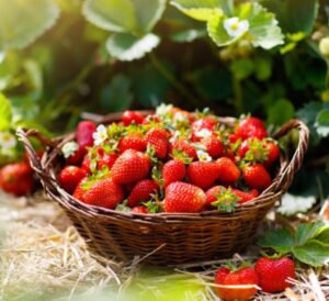 Strawberries in basket