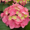 Summer Crush® Reblooming Hydrangea Gallery Image