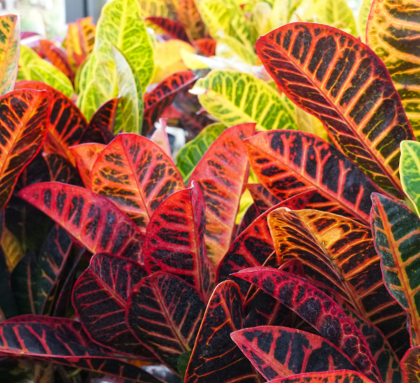 Link to Petra Crotons  product page