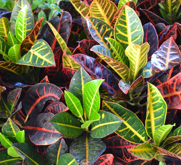 Link to Indoor Plants product page
