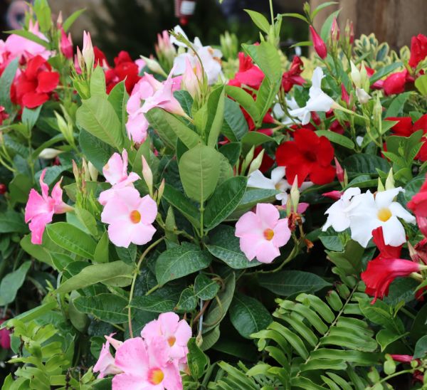 Link to Tropical Bloomers product page