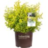 Sunshine Ligustrum