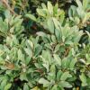 Swing Low Distylium