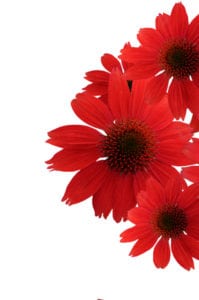 Coneflower Salsa Red