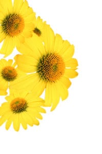 Coneflower Lemon Yellow