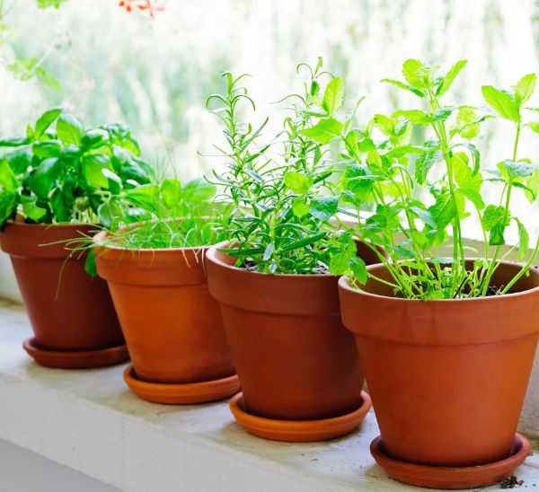 Link to Terra Cotta Pottery product page