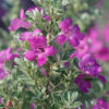 Silver Dream Texas Sage Photo 1