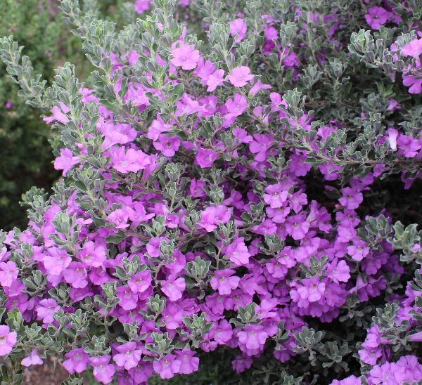 Link to Texas Sage product page