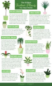 The-10-Best-Indoor-Plants-for-Your-Home
