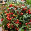 Vegetables for Container Gardens Gallery Image