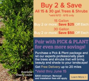 June 2026 Trees Shrubs Special