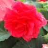 Tropical Begonia