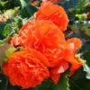 Tropical Begonia