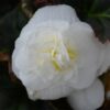Tropical Begonia