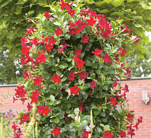 Tropical Bloomers 