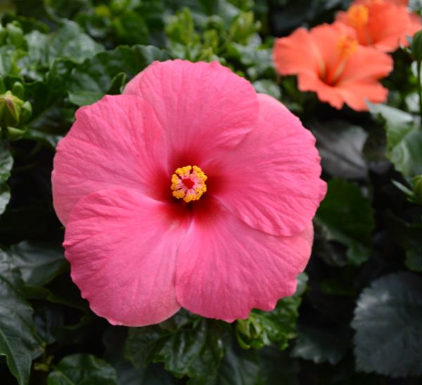 Cayman Wind Tropical Hibiscus