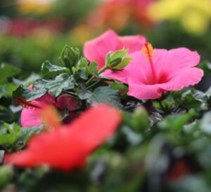 Tropical Hibiscus Cayman Wind pink