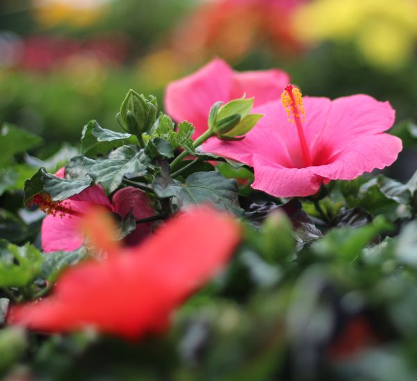 Link to Tropical Hibiscus product page