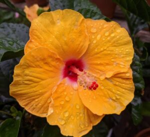 Tropical Hibiscus Curacao Wind
