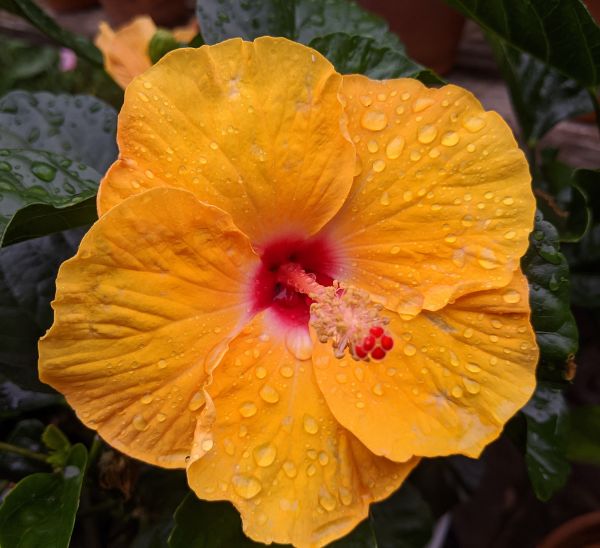 Link to Tropical Hibiscus product page