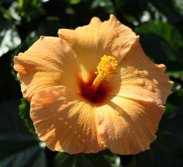 Link to Tropical Hibiscus product page